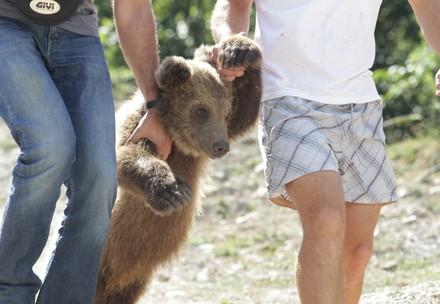 Bear cub kept as restaurant entertainment in Albania
