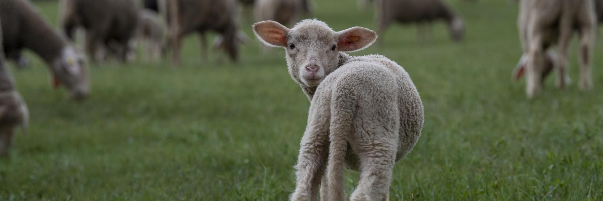 Lamb looking backwards
