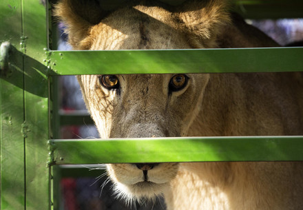 Rescued lion in Sudan