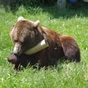 Brownbear Erich sits in the green grass. He holds a cardboard tube filled with food.
