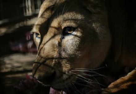 Lion Gaza
