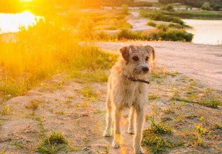 dog standing in field while sun sets 