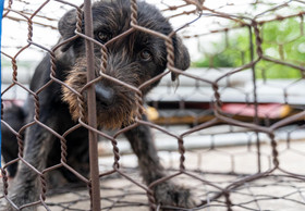 FOUR PAWS launches major campaign in Vietnam to End the “Cruel and Barbaric” Dog and Cat Meat Trade