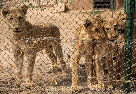 Löwen im Sudan