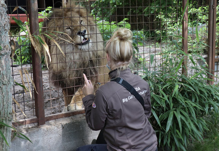 Simba with caretaker Erin Timmer and Tess Kroon at FELIDA Big Cat Sanctuary.