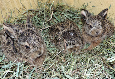 Young hares at EGS