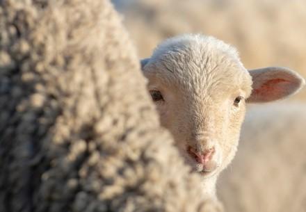 Lamb behind mother sheep