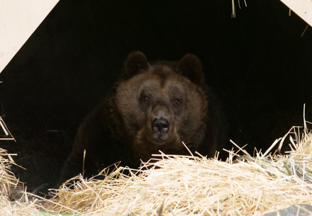 Le nouvel habitant mark arrive avec des problèmes de santé à la forêt des ours d’arbesbach gérée par QUATRE PATTES
