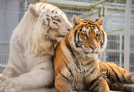 Deux tigres issus de la captivité privée