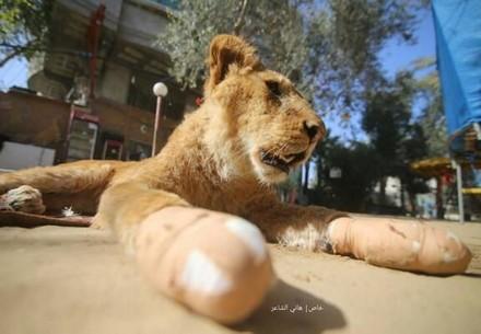 Mutilated lioness
