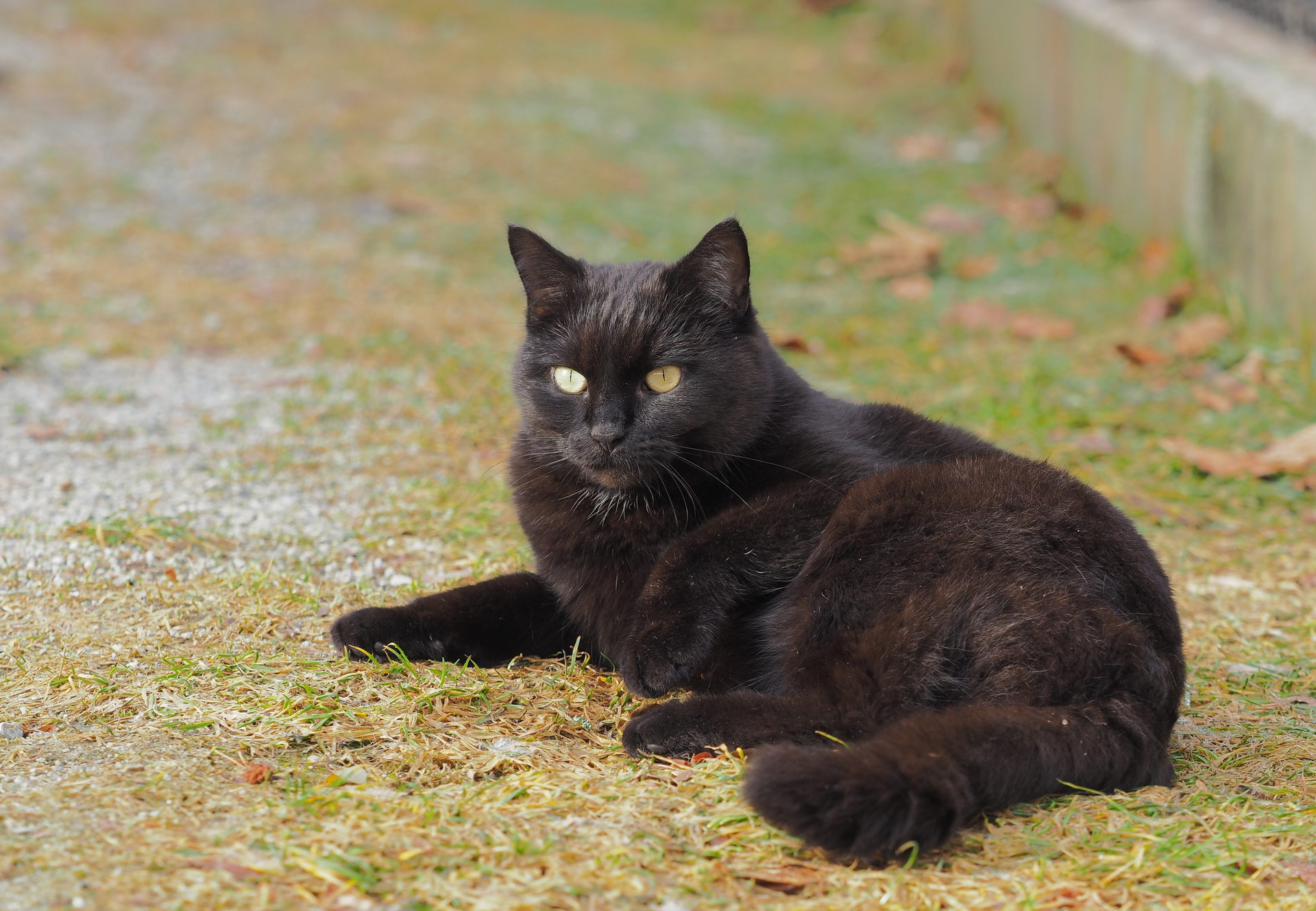 राष्ट्रीय काली बिल्ली दिवस - अमेरिका में चार पंजे - वैश्विक पशु संरक्षण  संगठन