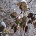 Brombeerblätter mit Schnee und Eis