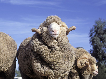Merino sheep in a flock