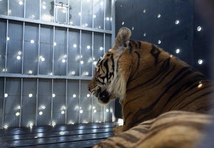 ‘Train tigers’ fly towards better life: