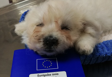 Sick puppy lying on European pet passport