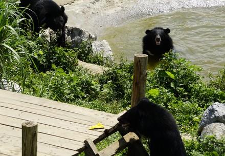 Bears at BEAR SANCTUARY Ninh Binh 