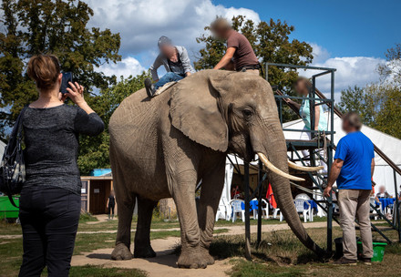 Promenades à dos d'éléphant et selfies avec des tigres : Un tourisme impitoyable au cœur de l'Europe