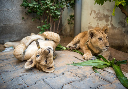 Two lion cubs lying on the ground wearing leashes