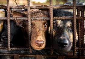 Zwei Millionen Menschen setzen sich für ein Ende des Handels mit Hunde- und Katzenfleisch ein