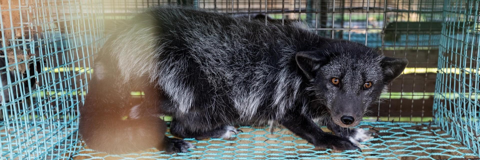 Black mink kept in a cage