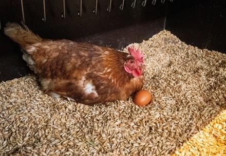 Hen after laying an egg 