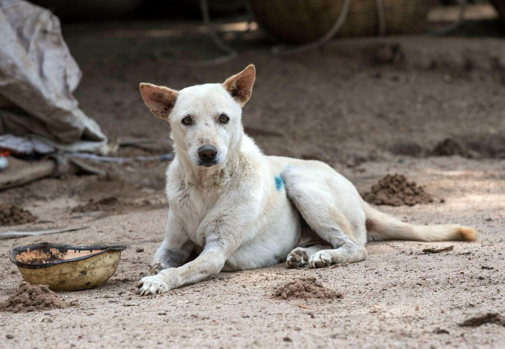 Stray Dogs - FOUR PAWS International - Animal Welfare Organisation