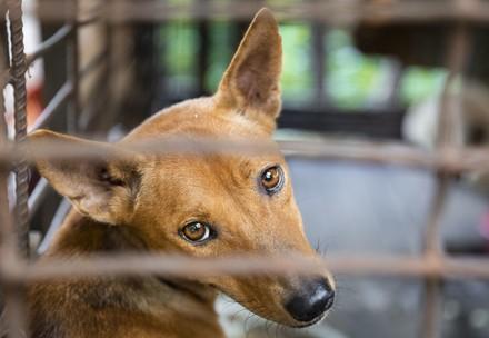 Hunde-Schlachthaus Kambodscha