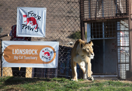 Cinq lionceaux roumains sauvés arrivent dans leur nouveau foyer en Afrique du Sud