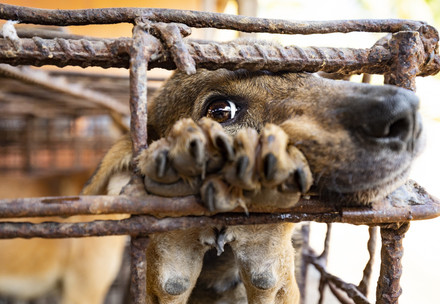 Campaign to end the dog and cat meat trade
