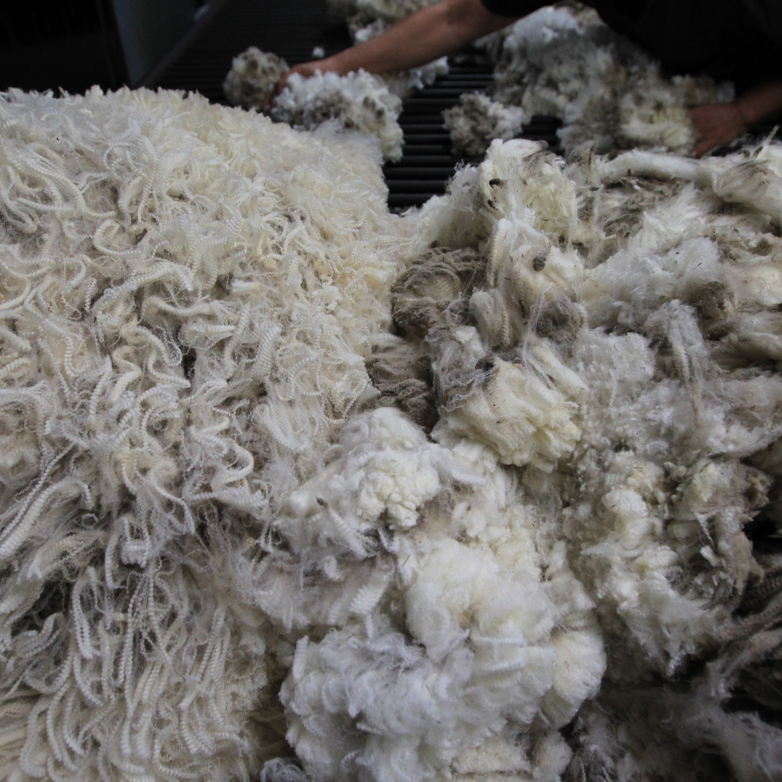 Geschorene Wolle