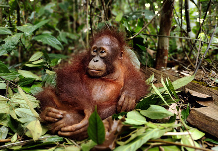 Orangutan Lestari