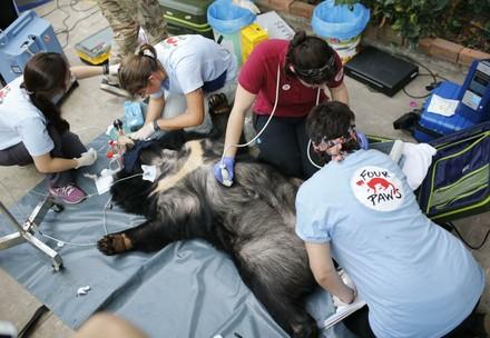 Rescue of Asiatic bile bears in Vietnam