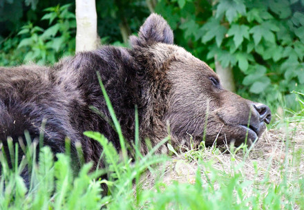 Bear sleeping at BEAR SANCTUARY Muritz