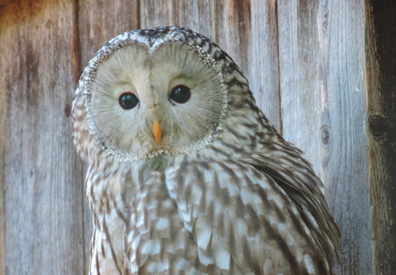 Ural owl at EGS