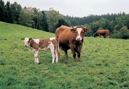 Kuh und Kalb auf einer Weide