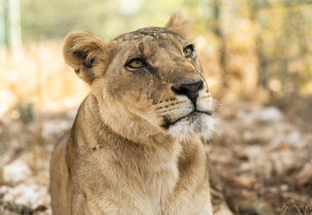 Lioness Kandaka