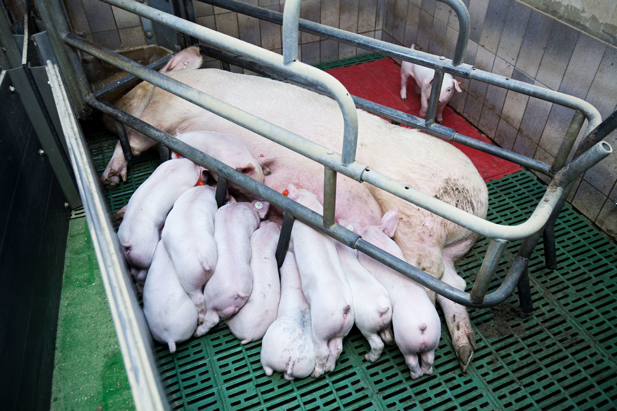 Pig and piglets in crate