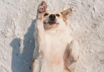 Dog with paw up