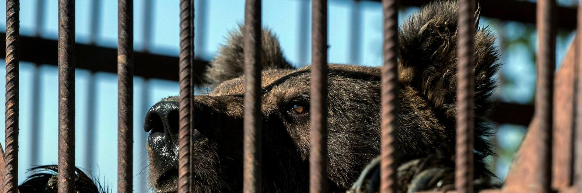 Un ours en cage en Serbie