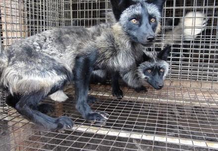 Fur Farmed Fox
