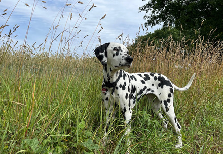 Hund im Feld