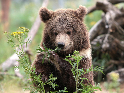 Bear cub Andor