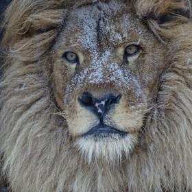 Lion Bobby with snow on his nose.