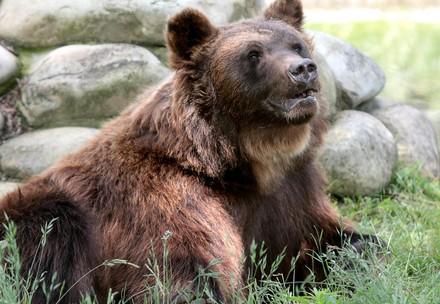 rescued bear Sirko