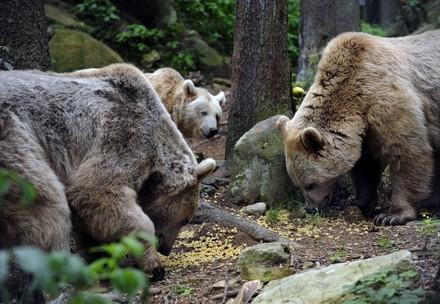 Romania to allow unrestricted killing of brown bears