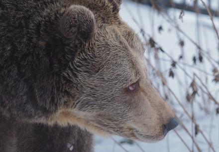 Bear Brumca in winter