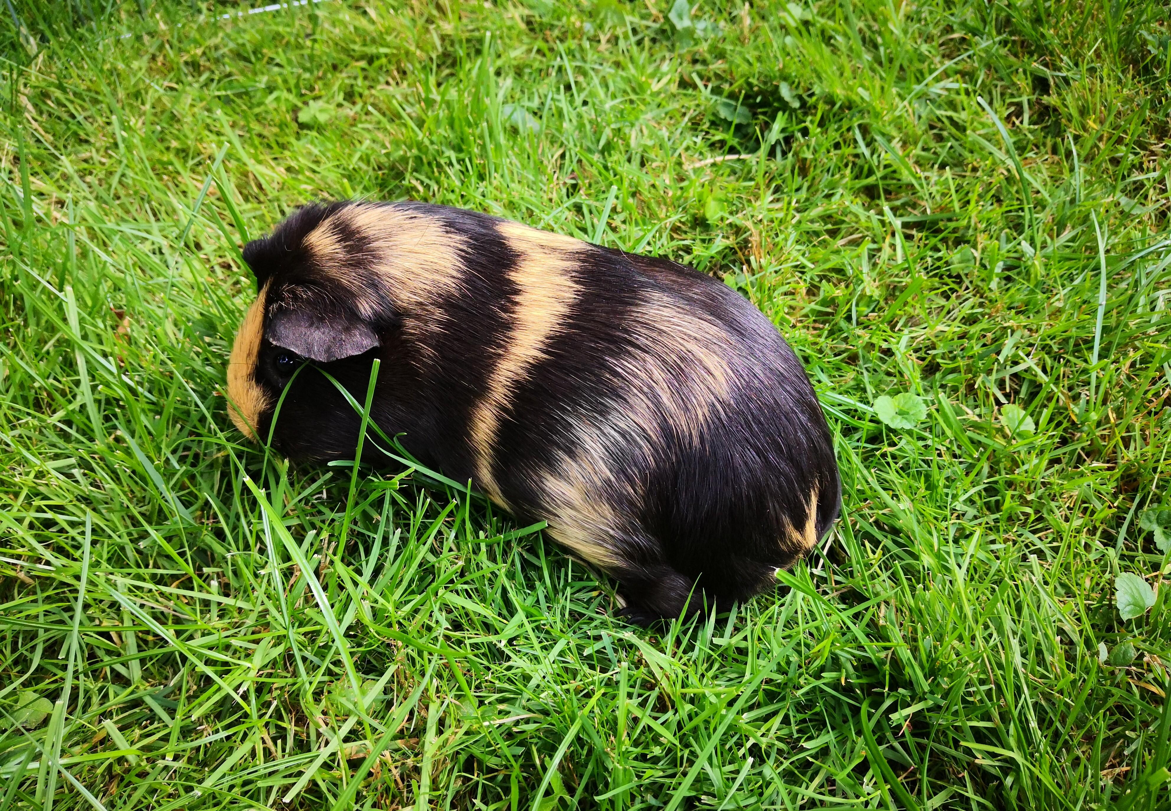 best place to buy guinea pigs near me