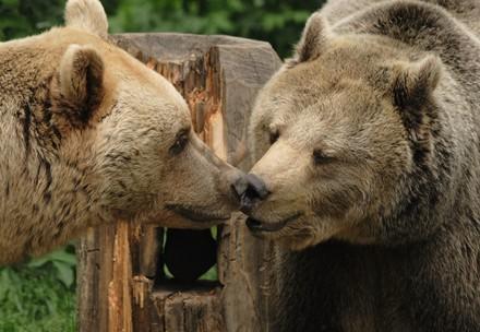 Bears at a FOUR PAWS bear sanctuary