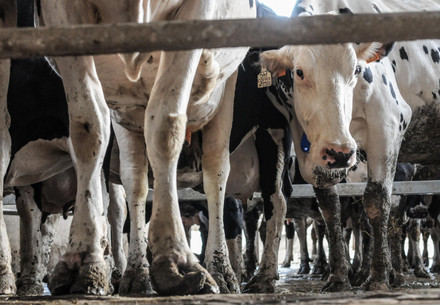 Dairy cows at a farm in Spain