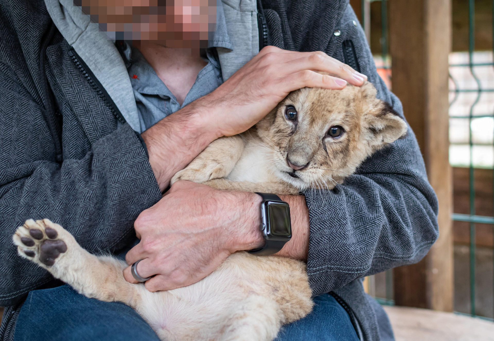 Sad lion cub being held by a man